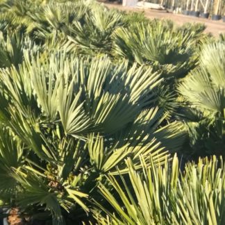 Chamaerops humilis 'Vulcano' mature plants