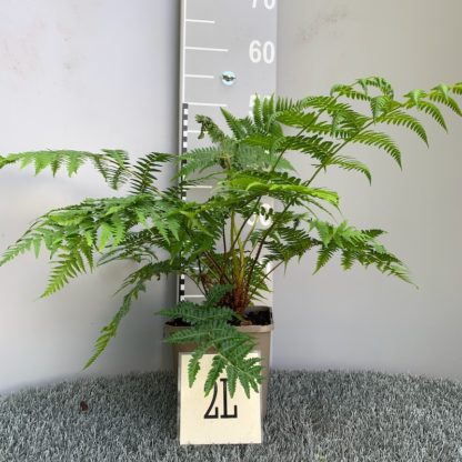 Cyathea australis 2 litre plant at Big Plant Nursery