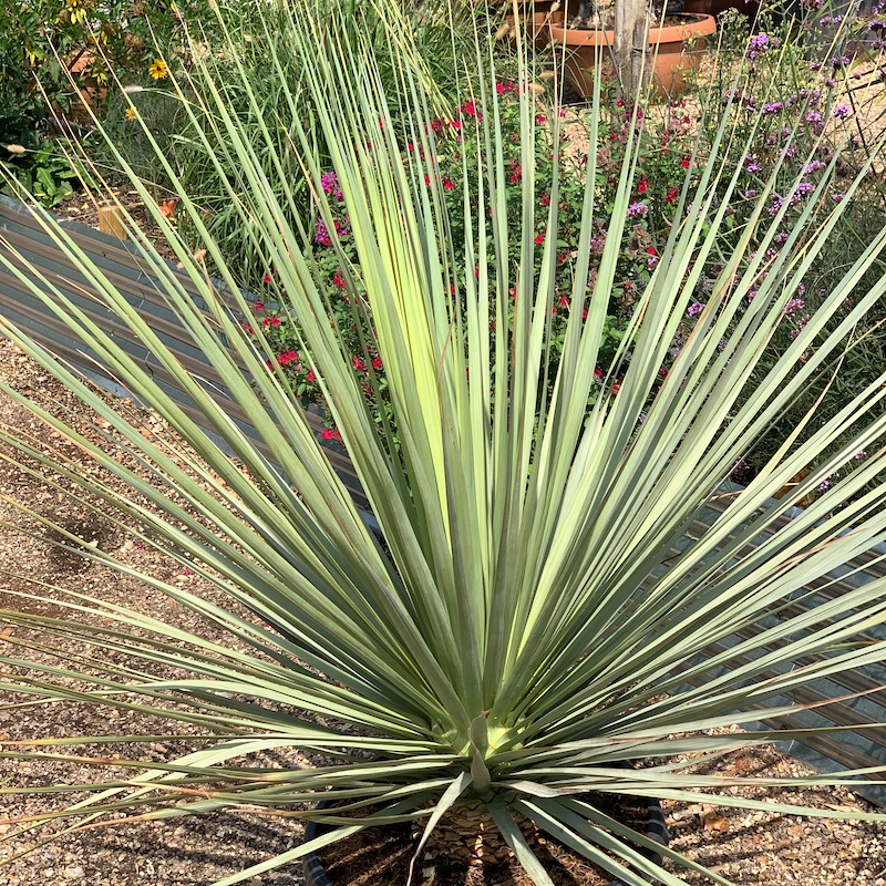 Nolina nelsonii - Big Plant Nursery