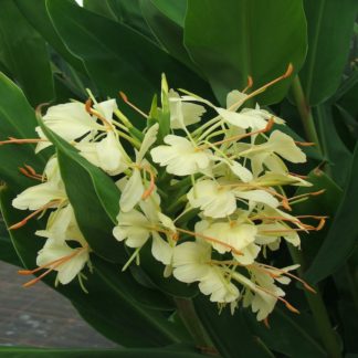 TrescoHedychium Hybrid close up of flower at Big Plant Nursery