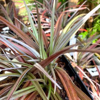 Astelia nervosa 'Red Shadow' mature plants