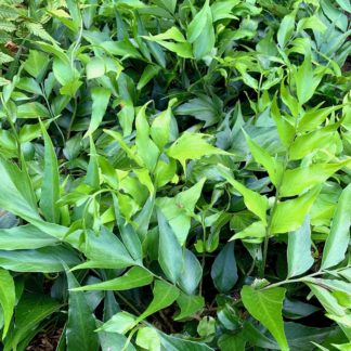 Cyrtomium devexiscapulae at Big Plant Nursery