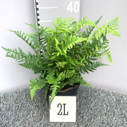 Dryopteris affinis 2 litre plant at Big Plant Nursery