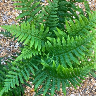 Dryopteris affinis close up of fronds at Big Plant Nursery