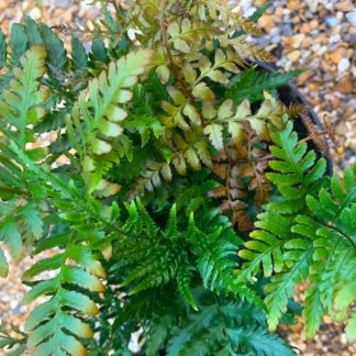 Dryopteris erythrosora 'Prolifica' close up of leaves