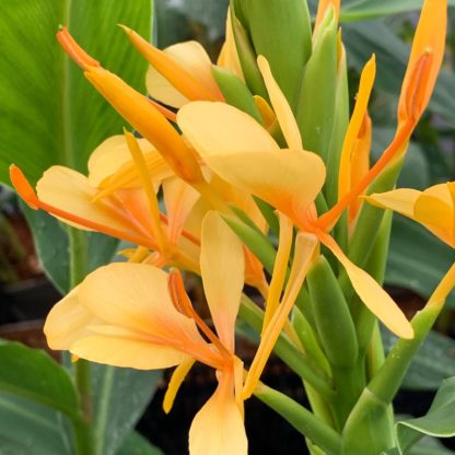 Hedychium 'Golden Glow' close up of flower at Big Plant Nursery