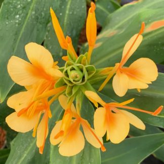 Hedychium 'Golden Glow' flower at Big Plant Nursery