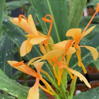 Hedychium 'Jungle Yellow' close up of flower at Big Plant Nursery