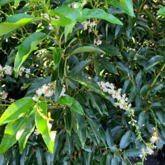 Prunus lusitanica 'Angustifolia' flowers at Big Plant Nursery