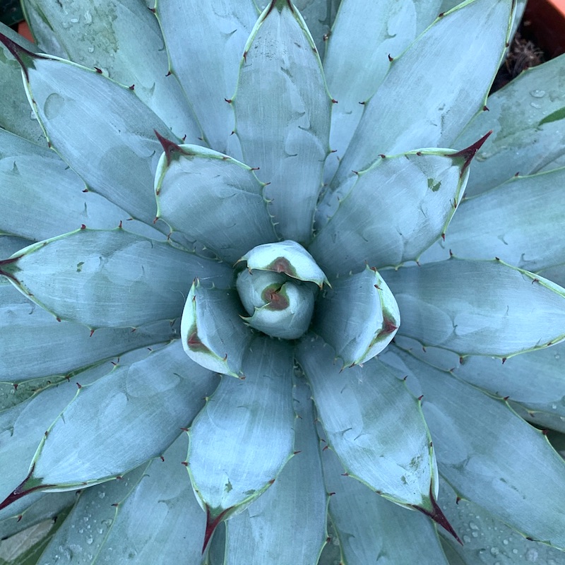 Agave macroacantha - Big Plant Nursery