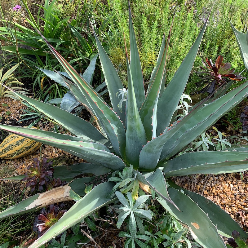 Agave montana - Big Plant Nursery