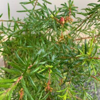 Grevillea juniperina 'Canberra Gem' showing autumn flower buds