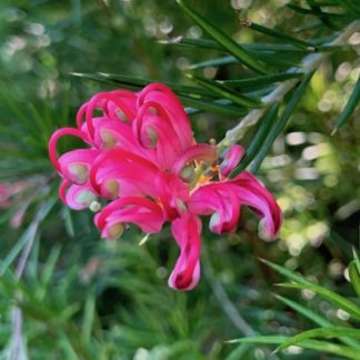 Grevillea juniperina 'Canberra Gem' available to buy at Big Plant Nursery.