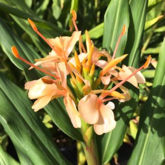 Hedychium x Shamsheri close up of pink flowers on mature plants at Big Plant Nursery