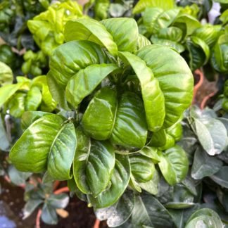 Citrus aurantium 'Bouquet de Fleur' close up of leaves at Big Plant Nursery