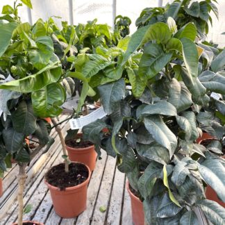 Citrus bergamia 'Fantastico' , Bergamot, at Big Plant Nursery