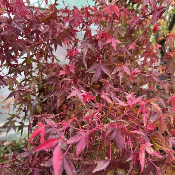 Acer palmatum 'Katsura'