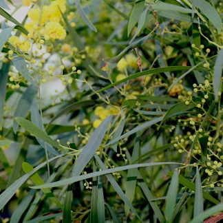 Acacia retinodes flowers and foliage at Big Plant Nursery
