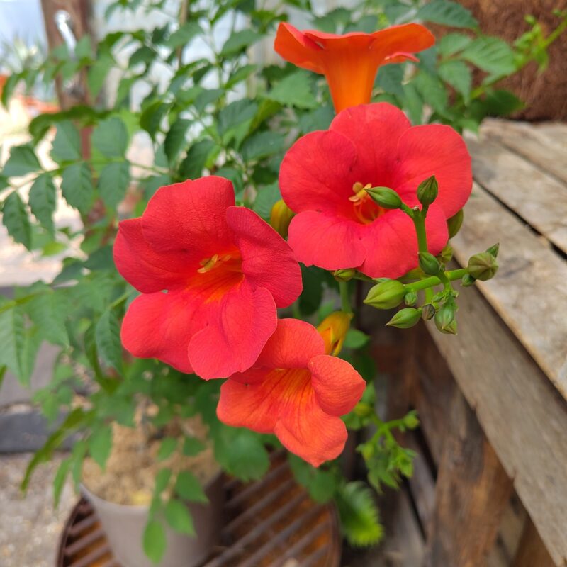 Campsis 'Madam Galen' at Big Plant Nursery in West Sussex