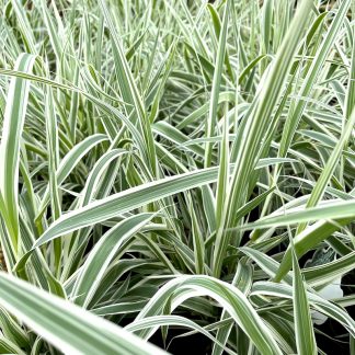 Arundo donax 'Variegata' plants growing at Big Plant Nursery