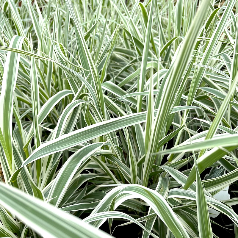 Arundo donax 'Variegata' - Big Plant Nursery