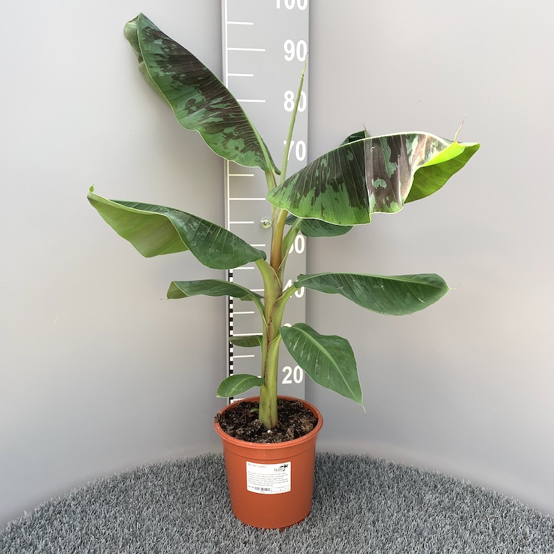 Musa acuminata Dwarf Cavendish