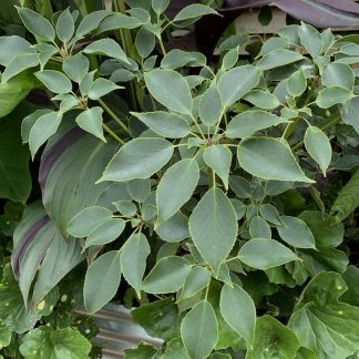 Trochodendron araliodes at Big Plant Nursery