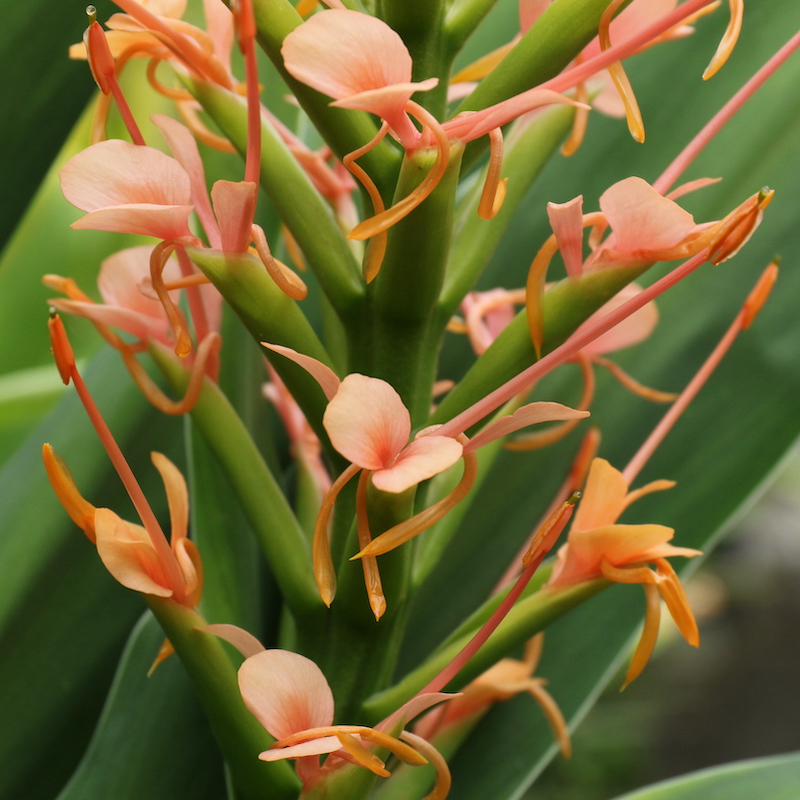 Hedychium telstar (Early Flowering) - Big Plant Nursery