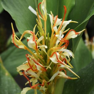 Hedychium 'Stephen' flower at Big Plant Nursery