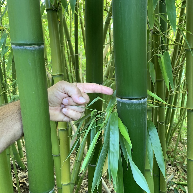 Phyllostachys vivax - Big Plant Nursery