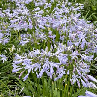Agapanthus 'Peter Pan' Flowers at Big Plant Nursery