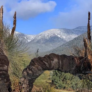 Xanthorrhoea preissii Grasstrees in Snow Capped Tidbinbilla Range Australia