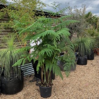 Hypolepis dicksonioides mature plant growing at Big Plant Nursery