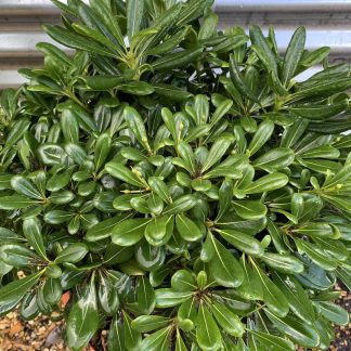 Pittosporum tobira 'Nanum' at Big Plant Nursery