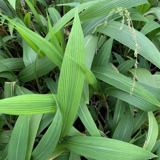 Setaria palmifolia CHB 2017 mature palm like foliage