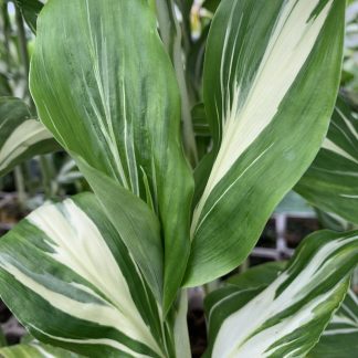 Zingiber mioga 'Dancing Crane' leaves at Big Plant Nursery