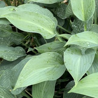 Hosta T-Rex leaves on plants growing at Big Plant Nursery