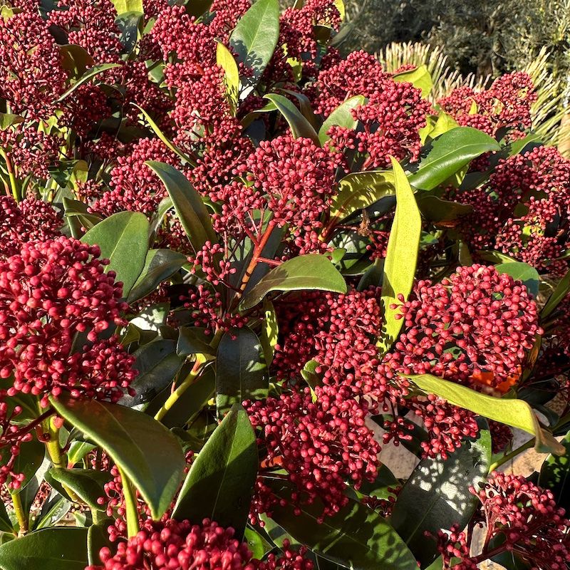 Skimmia japonica 'Rubella' at Big Plant Nursery