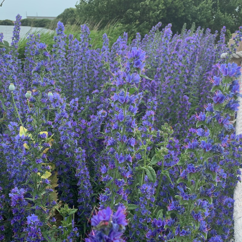 Echium vulgare 'Viper's Bugloss' in flower