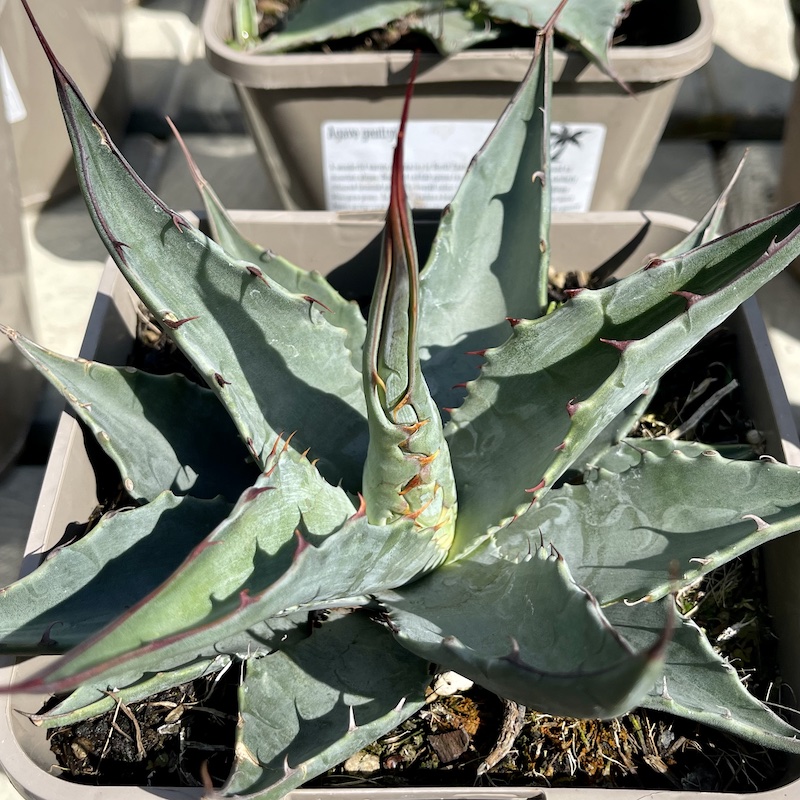 Agave gentryi