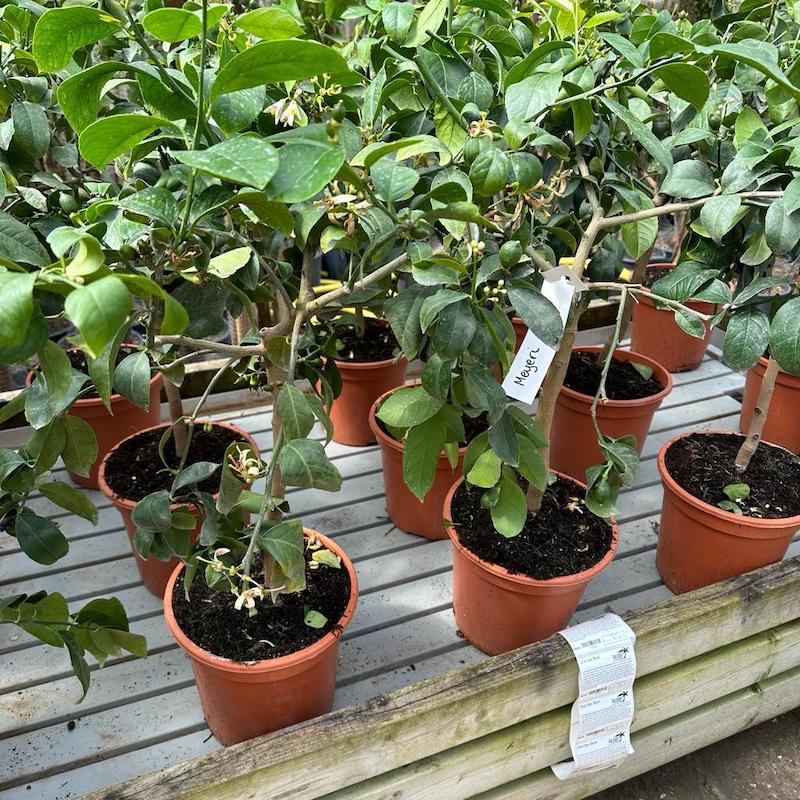 Citrus Meyeri (citrusu Meyerova, Citrus Meyerův, můžete rostlinu) Citrus Meyeri