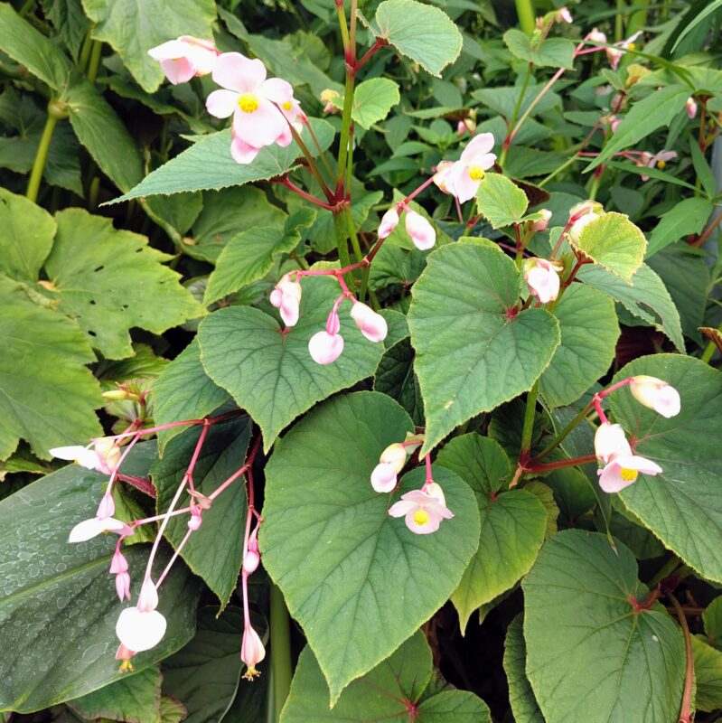 Begonia grandis ssp. Evansiana at Big Plant Nursery Limited in West Sussex