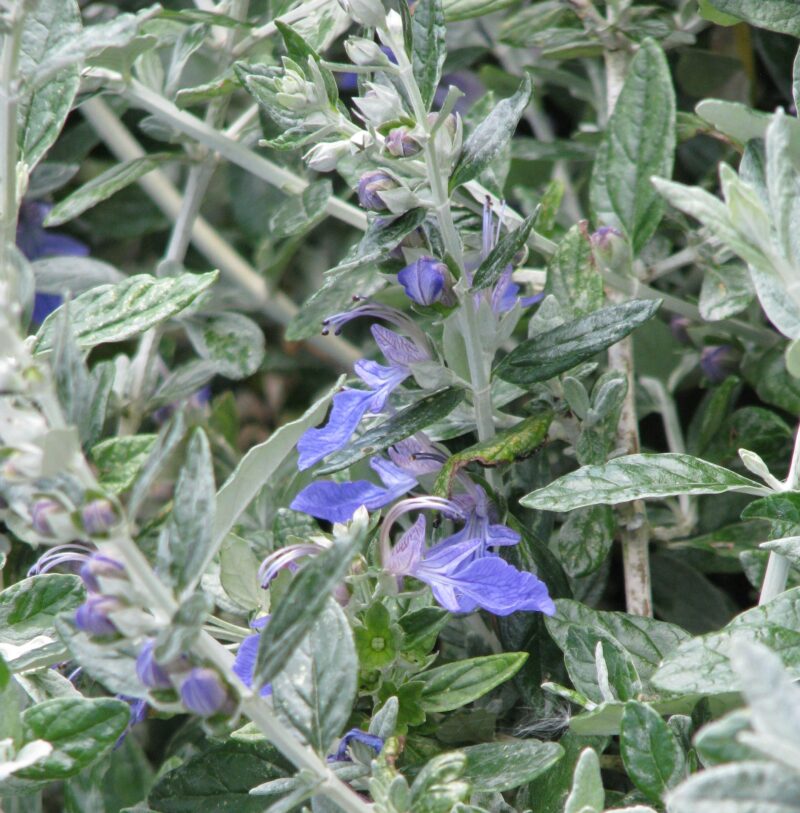 Teucrium fruticans available from Big Plant Nursery, West Sussex