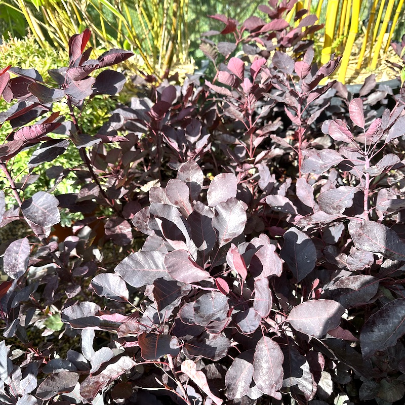 Cotinus coggygria 'Dusky Maiden' leaf colour in summer at Big Plant Nursery