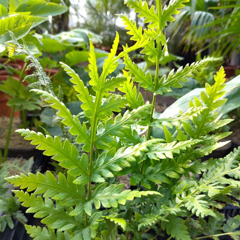 Woodwardia fimbriata at Big Plant Nursery in West Sussex