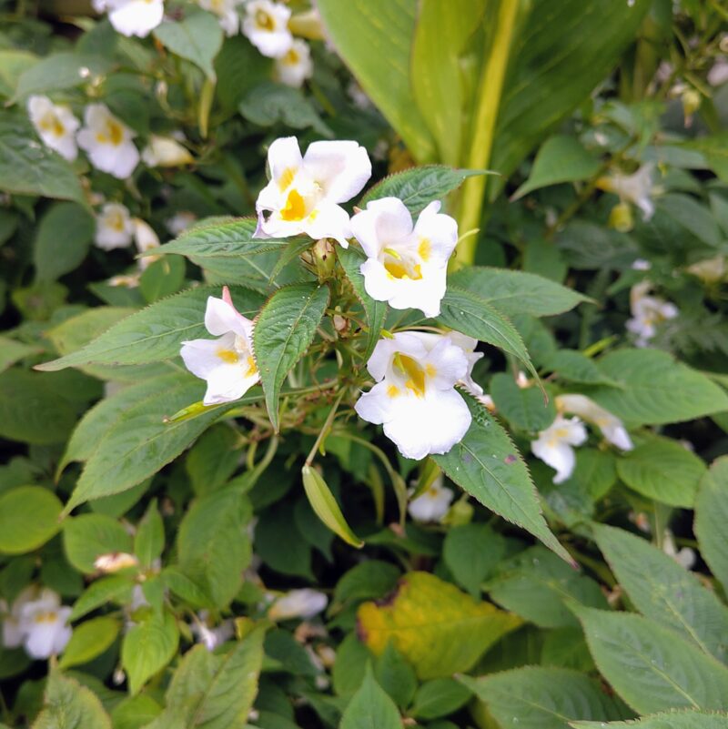 Impatiens arguta 'Alba'