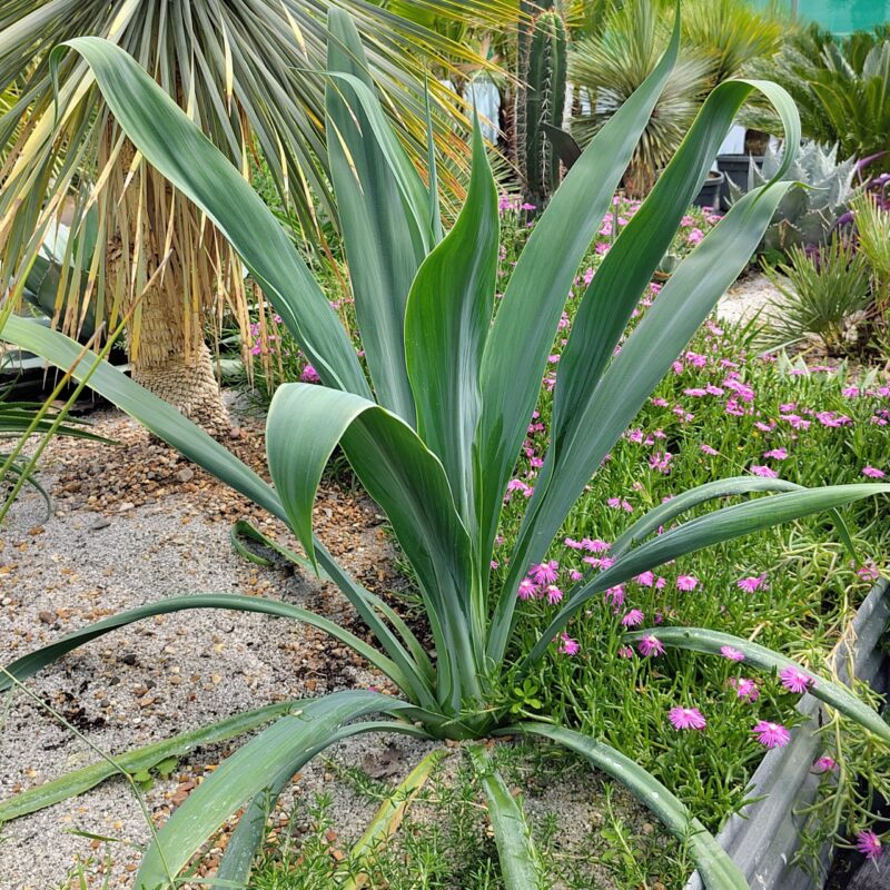 Beschorneria yuccoides at Big Plant Nursery in West Sussex