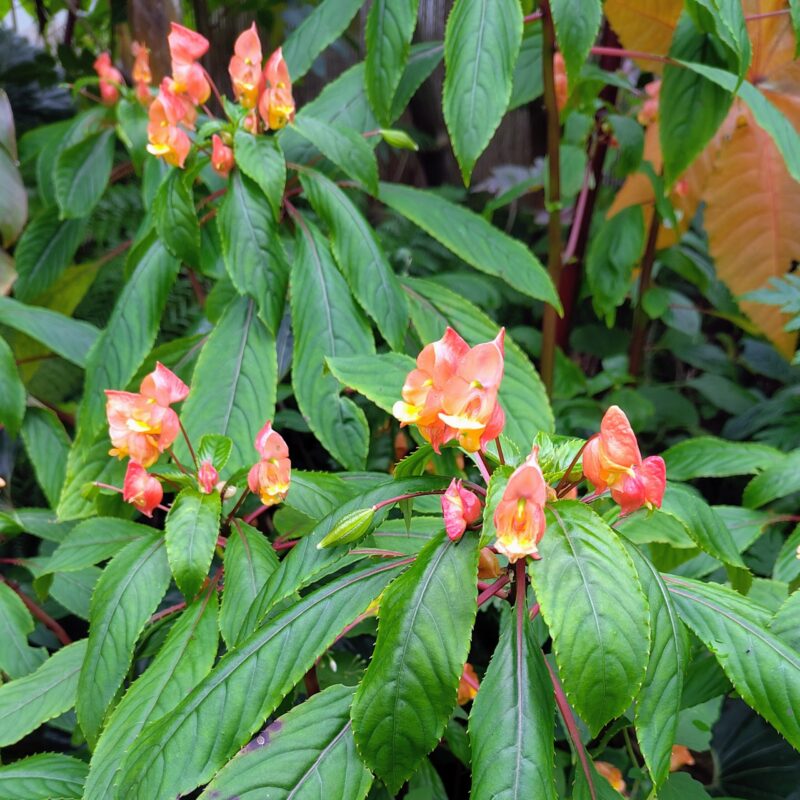 Impatiens aruicoma x bicaudata