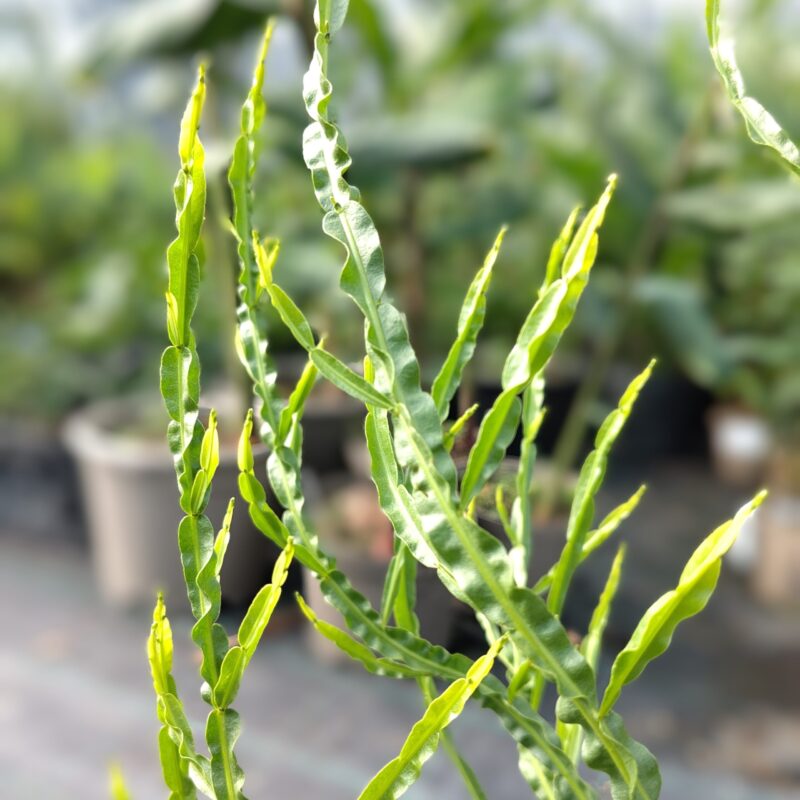 Baccharis genistelloides