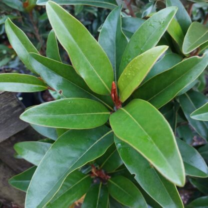 Magnolia grandiflora 'Alta'